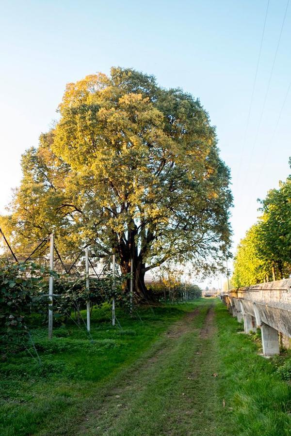 Al Bagolaro Bed and Breakfast Crocetta del Montello Exteriör bild